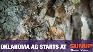 Scouting for Pecan Weevils (8/31/19)