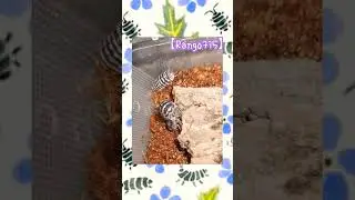 【Rango715】🌱 Zebra Isopod 🌱 Mating #shorts #zebraIsopod #Isopod #breeding #babies #斑馬鼠婦