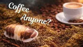 Cappuccino Isopods: The Ultimate Guide to Thriving & Surviving