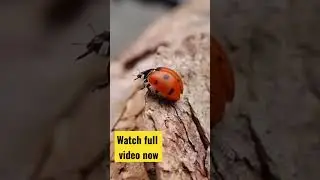 look how he opens his wings #slowmotion #slowmo #slowed #ladybug #insects #macro #cute #flyingbeast