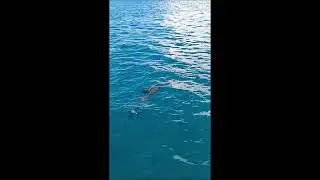 Razigrani dupini u Pa&scaron;manskom kanalu
