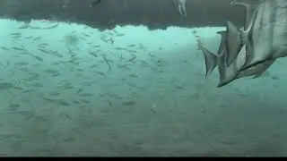 Atlantic spadefish Chaetodipterus faber 2021 03 05 1430EST ejb