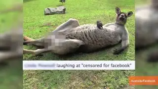 Censored photo of kangaroo sparks internet outrage