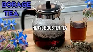 Steep This Now ! BOOST YOUR NERVES WITH BORAGE HERBAL TEA / TeaTime