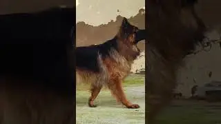 Oscar Import Max Son 🩸🩸 #music #funk #remix #phonkmusic #song #germanshepherd #gsds #anime