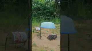 Building Quick Quail Trapping Method #shortvideo #shorts #ytshorts