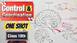 Control and Coordination Class 10 | Control and Coordination in One Shot | NCERT Covered