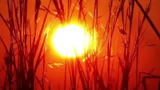 African Sunrise Through Grass Time Lapse HD - Royalty Free HD Stock Footage