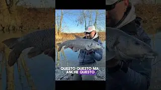 Pescare Grossi Ciprinidi a Spinning #fishing #pesca #spinning #fossfishing