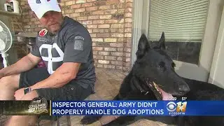 Report: Army Botched Adoptions For Hundreds Of Military Dogs