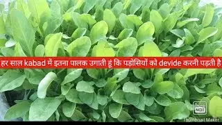 Organic spinach grow kre free me in waste material (kabad)me