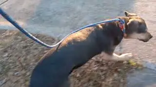 Scuttles