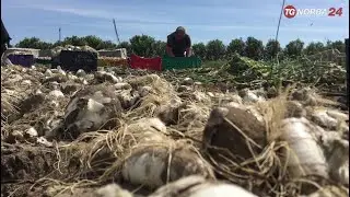Margherita di Savoia, il progetto 