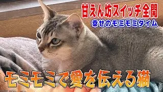 【シンガプーラ】モミモミで愛を伝える猫がこちらです！甘えん坊スイッチ全開！幸せのモミモミタイム#singapura #cat #animals