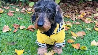 Dachshund Teddy, the Bird Buffet Inspector, is back on duty 😀 #TeddyTheDachshund