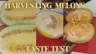 Harvesting Indian Honey Melon | Watermelon |Canary Melon | Taste Test | Bonus Harvest