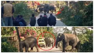 Wild Elephant Herd Hits Vehicle While Crossing Village Road | Shocking Wildlife Moment 😱🐘🤯😱😰
