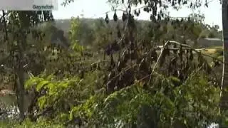 Gayndah permitted to move on flying foxes