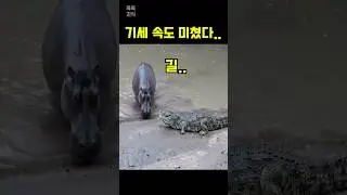 이 구역의 또라이를 만난 악어의 반응