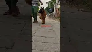 #germanshepherd #germanshepherddog #germanshepherdindia #germanshepherdfemale#gsd #gsdlover#longhair