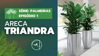ARECA TRIANDRA - Um charme para a composi&ccedil;&atilde;o paisag&iacute;stica