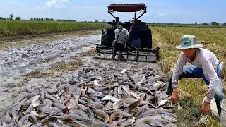 A Guide to Catching Copper Snakehead Fish Effectively