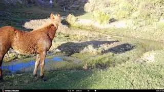 Watanya and Her Filly Make Way for Trouble at the Creek Oct 1 2025