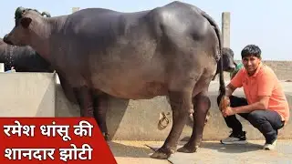 रमेश धांसू की शानदार झोटी, बिक्री के लिए उपलब्ध | Laado Dairy Farm (9813169606)