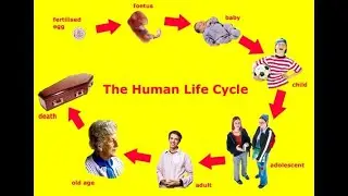 The Human Life Cycle