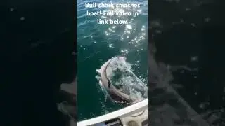 Bull shark smashes boat! #fish #fishing #ocean #shark #saltwater #offshore @DustinLeeOutdoors
