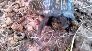 How to get a wild turtle to come out of its shell