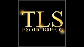 TLS Bella Jazz x ShrinkABulls Sumo &ldquo;GG&rdquo; Pup