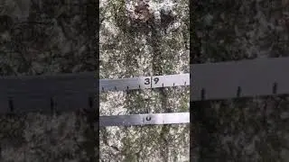 How to Measure Tree Diameter: Spencer Tape