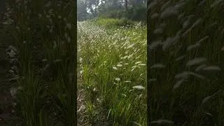 dancing to the rhythm of the wind. #dancing #weedstocks #prettyflowers