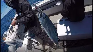 Slow Jigging for Mac Tuna - EVERGREEN Poseidon Slow Jerker 6 and Shimano Ocea Jigger 1500