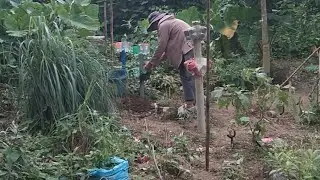 garden update