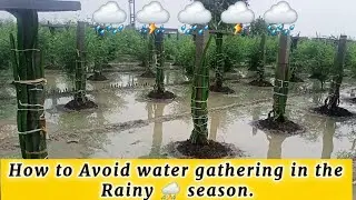 How to care your Dragon Fruit Plants in Rainy Season|Precautions in Monsoon|@kisaanmitra