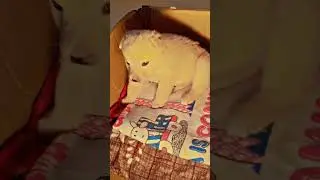 Very funny 🤣🤣😅 #pets #funnyanimals #funnypets #puppy #petvideos