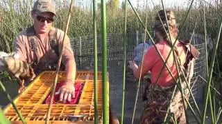 California Waterfowl duck banding at Little Dry Creek