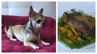 СЕКРЕТ сочной и вкусной утки с яблоками в духовке Самый умный собака в мире Наш собака ЛАКИ