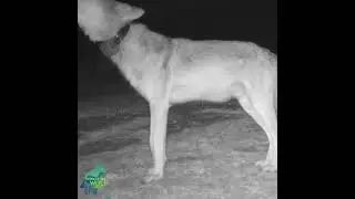 Difference between wolf pup and adult wolf howls