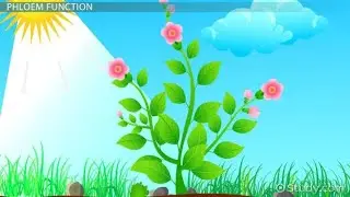 #companion cells# and sieve cell#