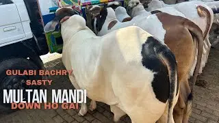 Sunday Ki Mandi Sasti Ho Gai Gulabi Bachry 250 Lakh Say Lay Car 500 Lakh Tak Kay Janwer @SSTvs