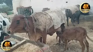 v.484 Cow Milking By Two Hand Indian Village lifestyle   Cow 🐄 Buffalo 🐃 Dairy Farm Village 