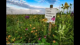 Controlling Smooth Brome in the Prairie