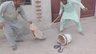 Black cobra snake rescue 