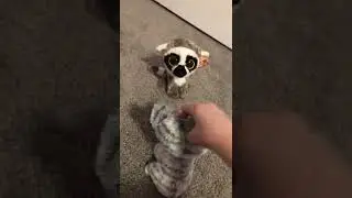 Beanie Boo:Elmo