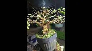 panggah di rumati