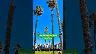 Venice Beach USA Palms | Washingtonia robusta | If only they grew this big in  UK  #tropicalgarden