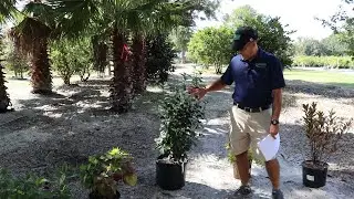What plants do you use for Fall Color?